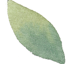 leaf1