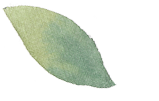 leaf9